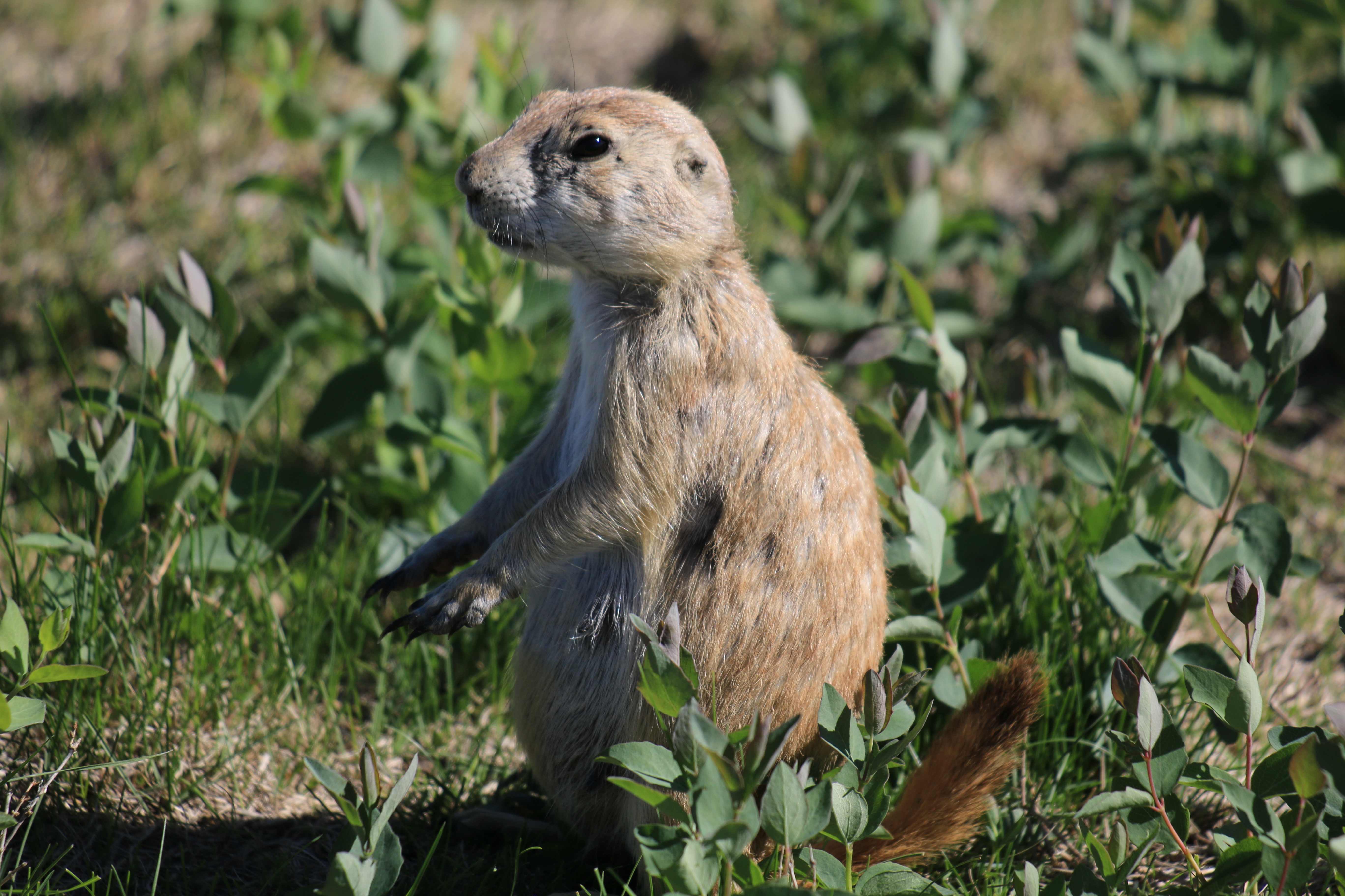 Theodore Roosevelt NP